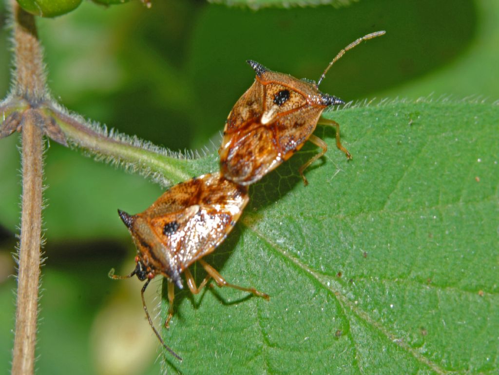 Una strana coppia - Acanthosomatidae: Elasmucha ferrugata